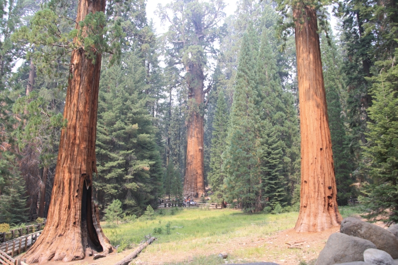 Sequoia NP a dojezd do LA po Route 66